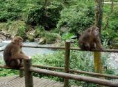 四川峨眉山风景区旅游攻略 之 生态猴区