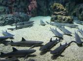 天津海昌极地海洋世界旅游攻略 之 鲨鱼展区