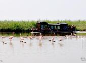 宁河七里海国家湿地公园旅游攻略 之 珍禽