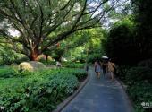 桂林南溪山公园旅游攻略 之 榕树