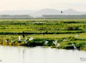 黑龙江挠力河国家级自然保护区旅游攻略 之 鸟类
