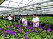 津南国家农业科技园旅游攻略 之 蝴蝶兰培育基地