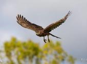 云南大山包黑颈鹤国家级自然保护区旅游攻略 之 苍鹰