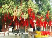 三门峡函谷关古文化旅游区旅游攻略 之 祈福树