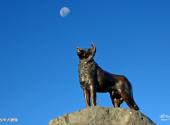 新西兰瓦卡蒂普湖旅游攻略 之 牧羊犬雕像