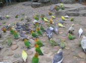海南热带飞禽世界旅游攻略 之 鹦鹉广场