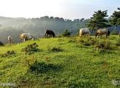 宜昌百里荒高山草原旅游区旅游攻略 之 高山牧场体验区