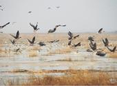 江西鄱阳湖南矶湿地国家级自然保护区旅游攻略 之 水鸟