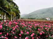 三亚亚龙湾国际玫瑰谷旅游攻略 之 花卉展示区