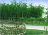 上海世纪公园旅游攻略 之 竹林