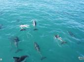 新西兰凯库拉镇旅游攻略 之 海豚