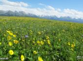 新疆喀拉峻草原旅游攻略 之 黄色花海
