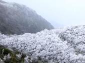 广西岑王老山国家级自然保护区旅游攻略 之 冬景