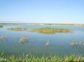 新疆艾比湖旅游攻略 之 生态环境
