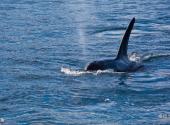 新西兰凯库拉镇旅游攻略 之 鲸鱼