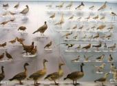 北京国家动物博物馆旅游攻略 之 鸟类展厅