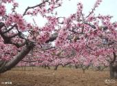 锦州世界园林博览会旅游攻略 之 樱花园