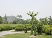 上海辰山植物园旅游攻略 之 植物造型园
