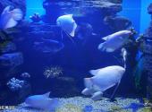 盐城大丰港海洋世界旅游攻略 之 鱼缸展示区