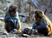 焦作峰林峡风景区旅游攻略 之 太行猕猴园