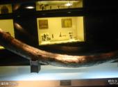 大连旅顺博物馆旅游攻略 之 猛犸象门齿化石