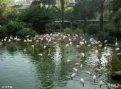 上海野生动物园旅游攻略 之 百鸟园