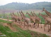 重庆野生动物世界旅游攻略 之 非洲原野区
