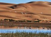中卫腾格里沙漠湿地·金沙岛旅游区旅游攻略 之 湿地