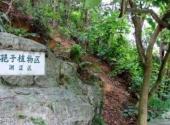 深圳仙湖植物园旅游攻略 之 孢子植物区