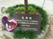 杭州临安太湖源风景区旅游攻略 之 爱情树