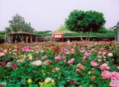 广州番禺宝墨园旅游攻略 之 玫瑰园