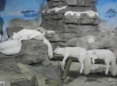 杭州极地海洋公园旅游攻略 之 北极狐