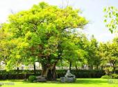 花莲慈济会旅游攻略 之 榕树下的石佛