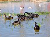 徐州潘安湖湿地公园旅游攻略 之 鸟岛