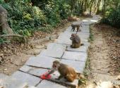 广西龙虎山风景名胜区旅游攻略 之 上山小道