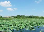 泰来泰湖国家湿地公园旅游攻略 之 荷花池