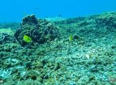 泰国斯米兰群岛旅游攻略 之 珊瑚