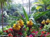 北京植物园旅游攻略 之 热带植物展览温室