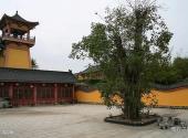 博鳌东方文化苑旅游攻略 之 菩提树