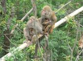 杭州临安太湖源风景区旅游攻略 之 野猴