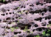 泰宁状元岩旅游攻略 之 紫芝岩