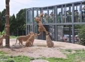 西安秦岭野生动物园旅游攻略 之 雄狮星跳跃