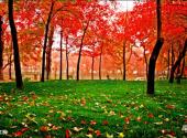 重庆统景温泉风景区旅游攻略 之 万亩红枫