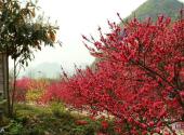 黔西南州贵州奇香园旅游攻略 之 花卉