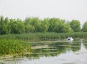 双鸭山安邦河湿地公园旅游攻略 之 湿地