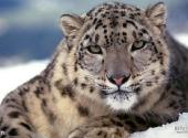 西藏色林错国家级自然保护区旅游攻略 之 雪豹