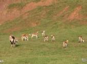 重庆野生动物世界旅游攻略 之 长角羚