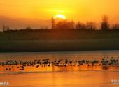 河南豫北黄河故道湿地鸟类国家级自然保护区旅游攻略 之 动物资源