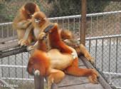 北京野生动物园旅游攻略 之 主题动物场馆