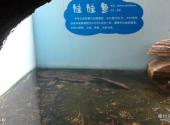 南京红山森林动物园旅游攻略 之 大鲵